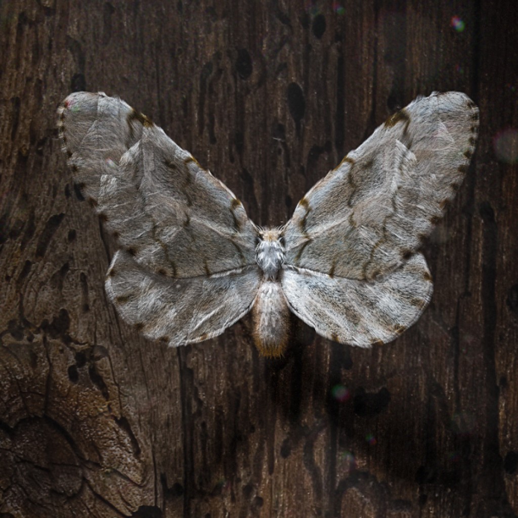 moth preview image 1